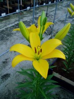 [1628 Cevennes No01.JPG]